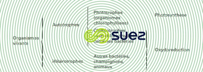 Nutrition êtres vivants