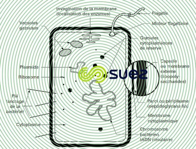 Cellule bactérienne