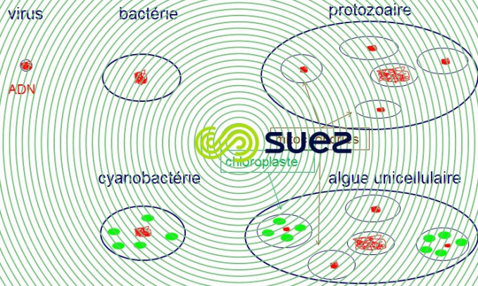 Classification constitution schématiques