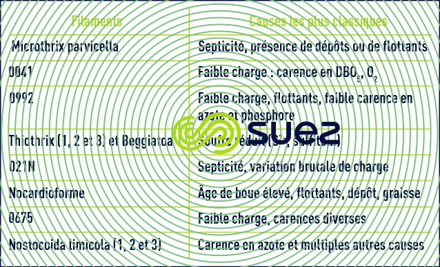 bactéries filamenteuses