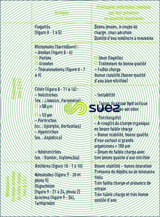 Microfaune biomasses épuratrices