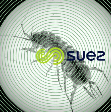 crustacé Isopode Asellus aquaticus