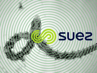 Ver annélide oligochète