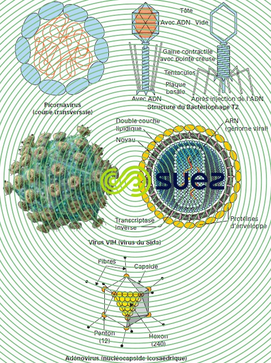 forme virus