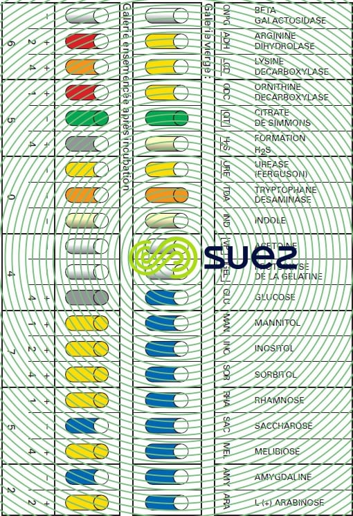 Salmonella équipement enzymatique - microméthode API 20 E