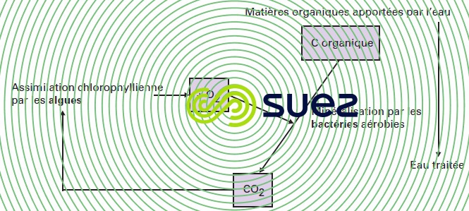 symbiose algues bactéries  filtre lent
