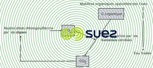symbiose algues bactéries  filtre lent