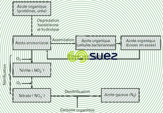 Élimination biologique azote