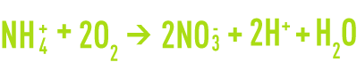 nitrification - bactéries type Nitrobacter