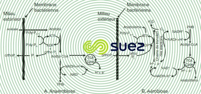 Diagramme Comeau et Wentzel déphosphatation biologique