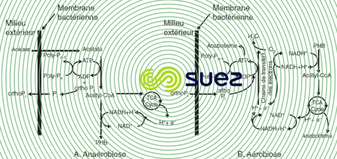Diagramme Comeau et Wentzel déphosphatation biologique
