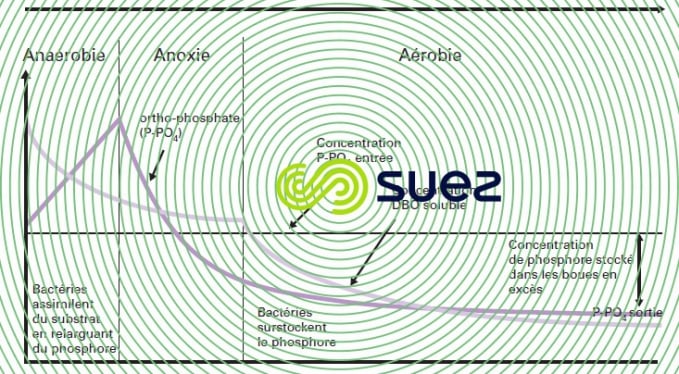 relargage - surconsommation phosphore évolution concomitante DBO