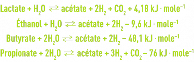 Biochimie microbiologie - acétogénèse