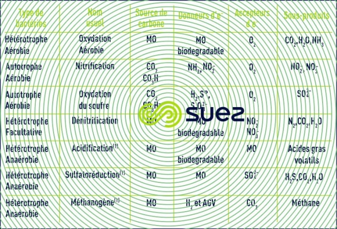 classification cultures bactériennes