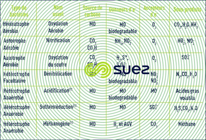 classification cultures bactériennes