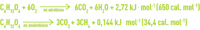 Formule : culture aérobies, cultures anaérobies - évolution du glucose