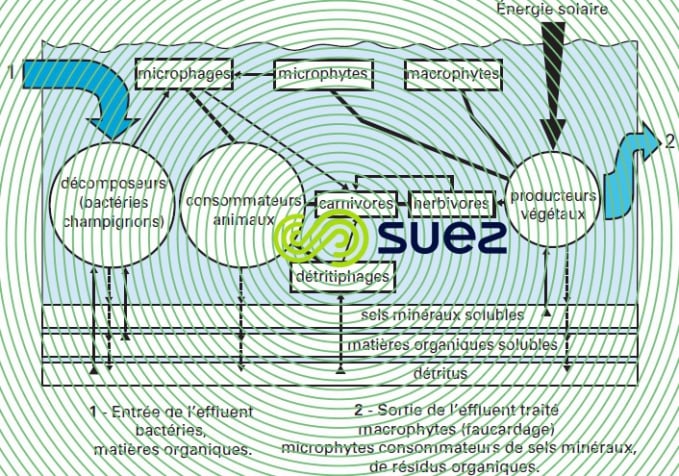 Cycles biologiques lagune CEMAGREF