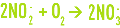 nitrification - bactéries type Nitrobacter