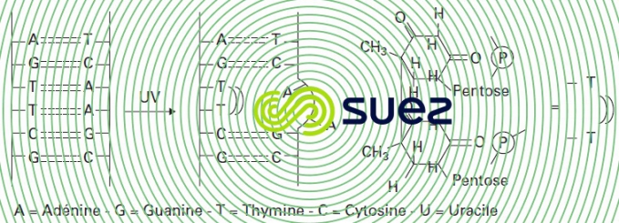Mécanisme action UV ADN