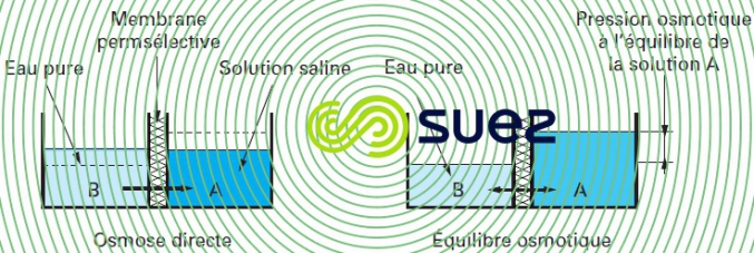 Phénomène osmotique