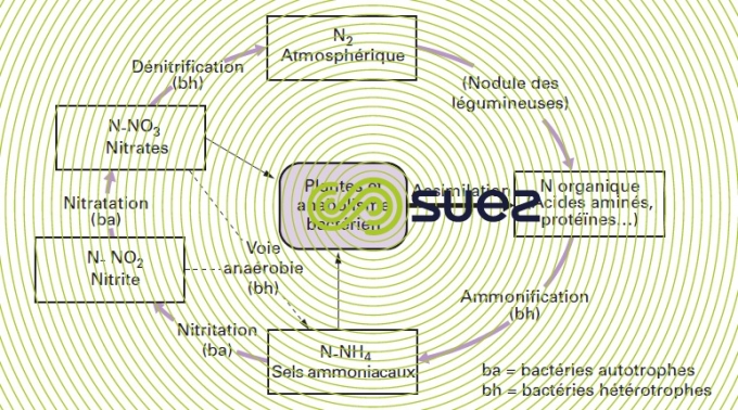 Cycle azote