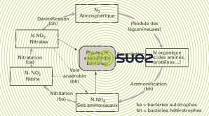 Cycle azote