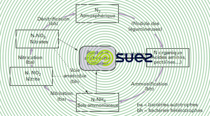 Cycle azote