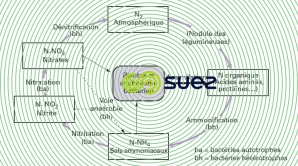 Cycle azote