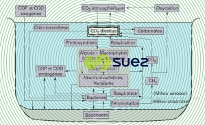 Cycle aquatique carbone
