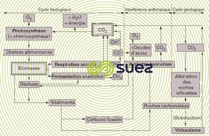 Cycle biogéochimique carbone