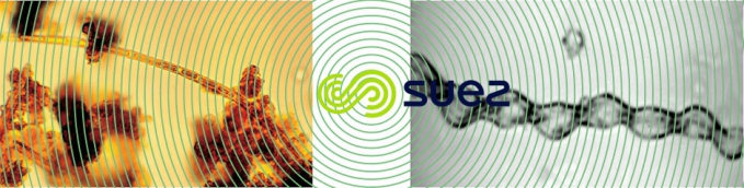 Leptothrix ochracea & Gallionella ferruginea