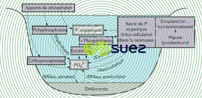 Cycle aquatique phosphore