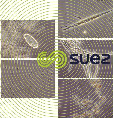 Protozoaire biofilm - algues - bactéries - minéraux - moisissure