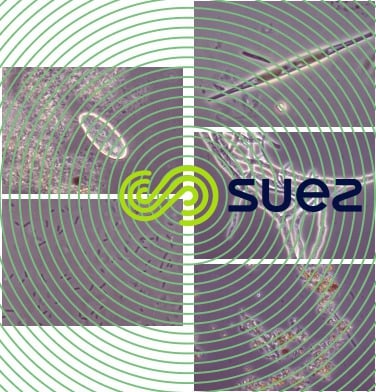 Protozoaire biofilm - algues - bactéries - minéraux - moisissure