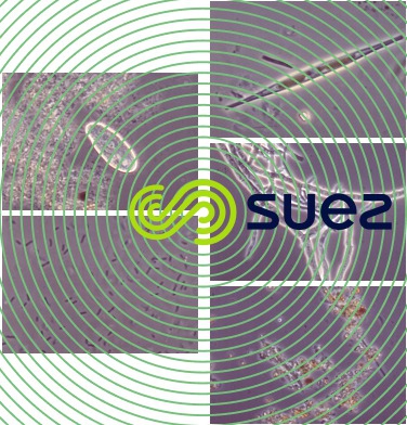 Protozoaire biofilm - algues - bactéries - minéraux - moisissure
